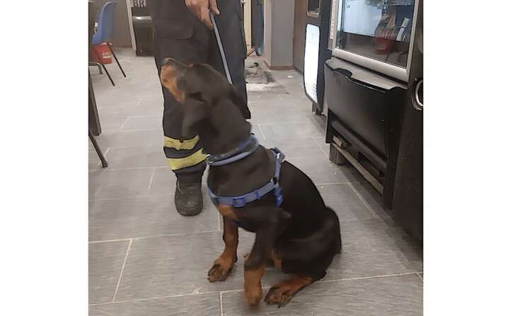 Dobermann trovato vagante a Recco, consegnato alla Croce Gialla