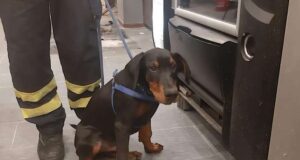 Dobermann trovato vagante a Recco, consegnato alla Croce Gialla