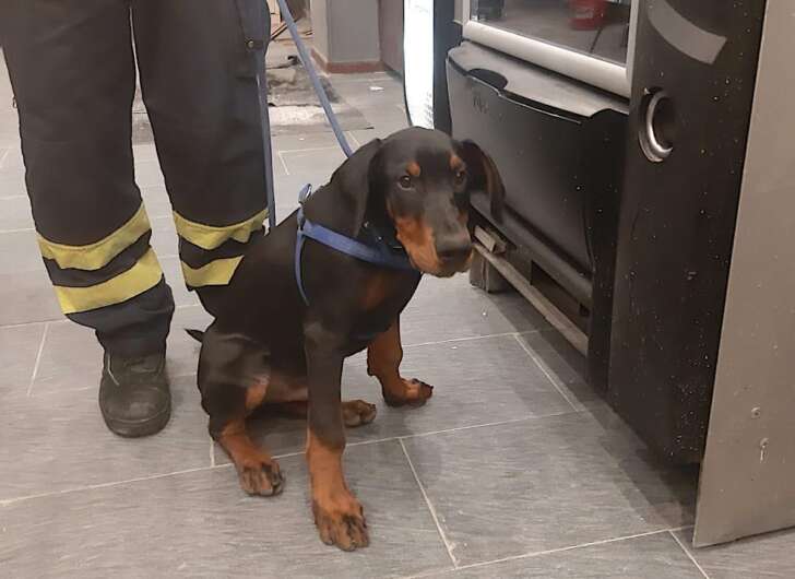 Dobermann trovato vagante a Recco, consegnato alla Croce Gialla