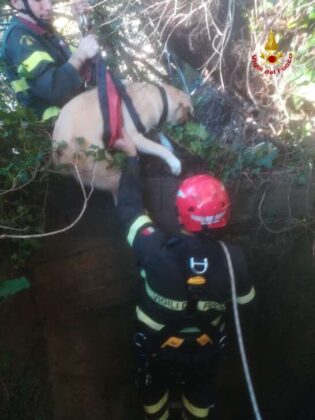 I vigili del fuoco salvano due cani finiti in uno scolmatore