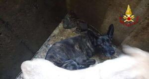 I vigili del fuoco salvano due cani finiti in uno scolmatore