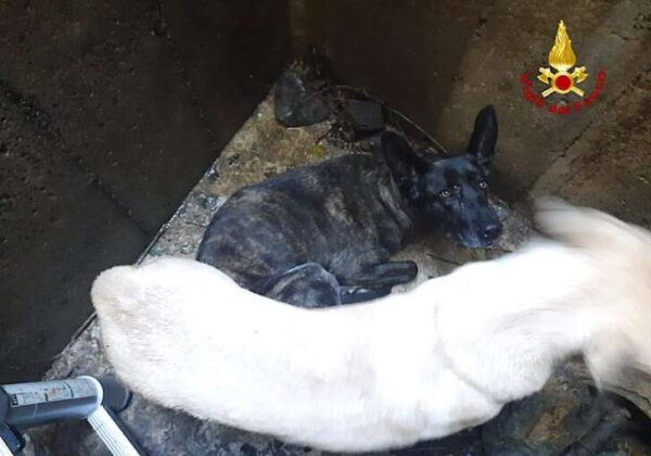 I vigili del fuoco salvano due cani finiti in uno scolmatore