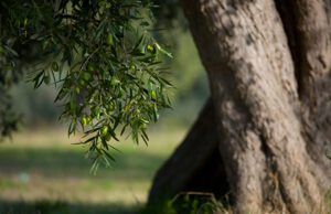 Dotazione finanziaria complessiva di 4.5 milioni di euro per la Liguria Dotazione finanziaria complessiva di 4.5 milioni di euro per la Liguria deliberato a dicembre, fondi per olivicoltori e aziende zootecniche