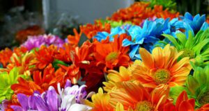 Fiori liguri