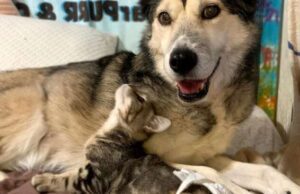 Nei rifugi animali italiani ci sono oltre 210 mila amichetti di cui 150.000 sono cani adottabili e almeno 60.000 sono gatti