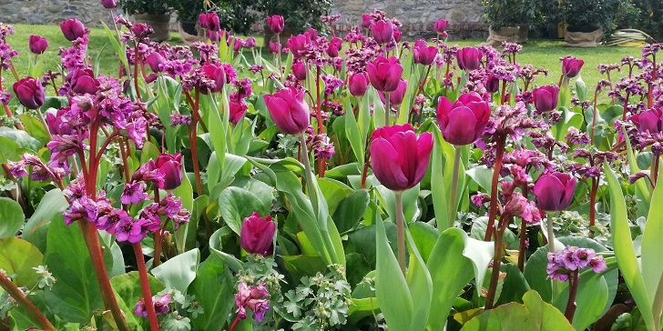 Aquarium friends, Science Wednesday is dedicated to the smells and smells of plants