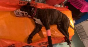 Cane cade dai giardini in via Cantore, soccorso dalla Croce Gialla