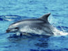 Tursiope (Fulvio Fossa)