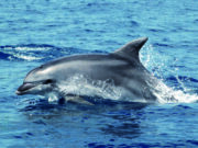 Tursiope (Fulvio Fossa)