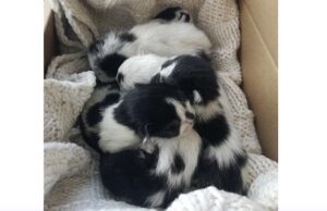 Gattini di un giorno abbandonati in un sacchetto in via Chiaravagna Gattini di appena un giorno abbandonati in un sacchetto in via Chiaravagna