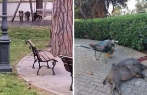 Tre giovani cinghiali abbattuti a colpi di fucile ad Alassio Tre giovani cinghiali abbattuti a colpi di fucile ad Alassio