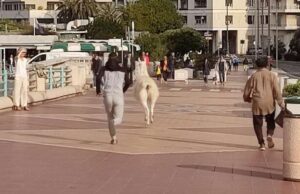 Un lama fugge dal circo e vagola per corso Italia: preso dai carabinieri