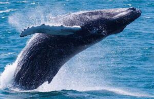 Una megattera al largo di Noli Una megattera al largo di Noli