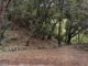 Guardia zoofila trova cadavere di un cane al Righi