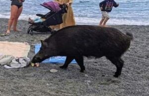 Sori, cinghiale in spiaggia tra i bambini: abbattuto per sicurezza da guardia regionale Chinghiali in città, una proposta incruenta dagli animalisti