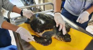 Tartaruga soccorsa ad Imperia è in cura all’Acquario