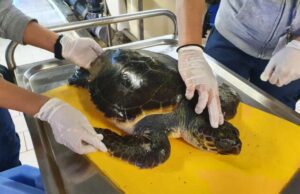 Tartaruga soccorsa ad Imperia portata in cura all’Acquario | Video Non ce l’ha fatta la tartaruga Caretta caretta salvata a Monterosso