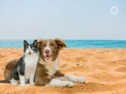 A Savona la creazione di una spiaggia aperta ai cani