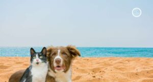 A Savona la creazione di una spiaggia aperta ai cani