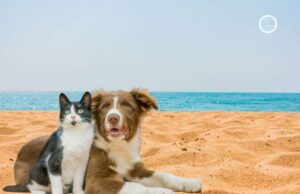 A Savona chiesta la creazione di una spiaggia aperta ai cani A Savona la creazione di una spiaggia aperta ai cani