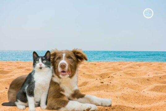 A Savona la creazione di una spiaggia aperta ai cani