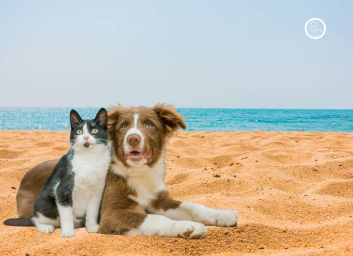 A Savona la creazione di una spiaggia aperta ai cani