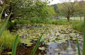 Giardino botanico-Pratorondanino