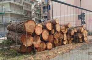 Ad Albenga continua la strage di alberi in Centro