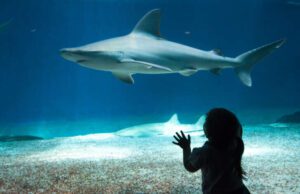 L’Acquario di Genova ha aperto le porte a Croce rossa italiana comitato Genova L’Acquario di Genova ha aperto le porte a Croce Rossa Italiana di Genova per il progetto per la conservazione degli squali del Mediterraneo