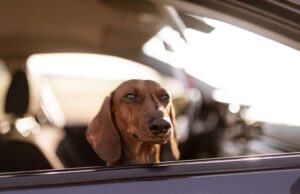 Animali domestici in vacanza: meglio lasciarli a casa o portarli in viaggio Animali domestici in vacanza: meglio lasciarli a casa o portarli in viaggio