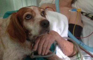 Pet therapy, Brunetto: impiego capillare di animali domestici nel SSR della Liguria