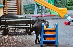 Cinghiali pure negli asili: allarme a Sant’Eusebio e a Marassi