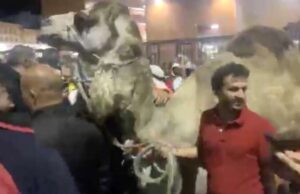 Dromedario fuori dallo stadio, Lav: è inaccettabile Dromedario fuori dallo stadio, LAV: E’ inaccettabile