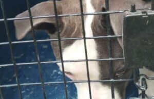 Giovane pitbull abbandonato in un trasportino nei pressi del canile Giovane pitbull abbandonato in un traportino nei pressi del canile