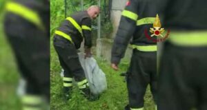 Un giovane capriolo cade in mare e viene salvato dai VVF