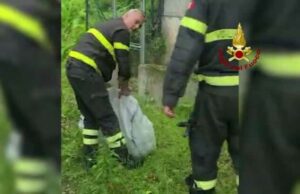 Un giovane capriolo cade in mare e viene salvato dai VVF Un giovane capriolo cade in mare e viene salvato dai VVF