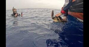 La tartaruga Marea torna in mare, prima il saluto dei bambini