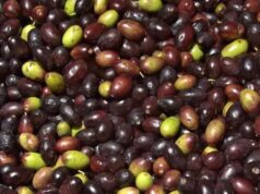 Olive taggiasche liguri verso il riconoscimento Igp