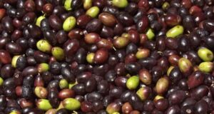 Olive taggiasche liguri verso il riconoscimento Igp
