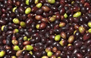 Olive taggiasche liguri verso il riconoscimento Igp Finalmente l'oliva taggiasca è Igp