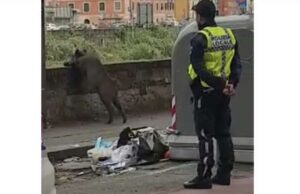 Catturato cinghiale in corso Galliera, inutile il tentativo di fuga Catturato cinghiale in corso Galliera, inutile il tentativo di fuga