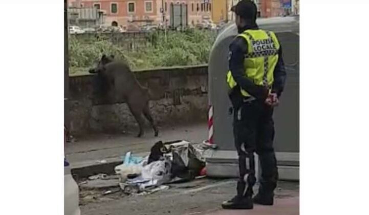 Catturato cinghiale in corso Galliera, inutile il tentativo di fuga