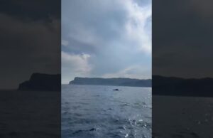 Un nuovo avvistamento della megattera a Capo Noli | Video