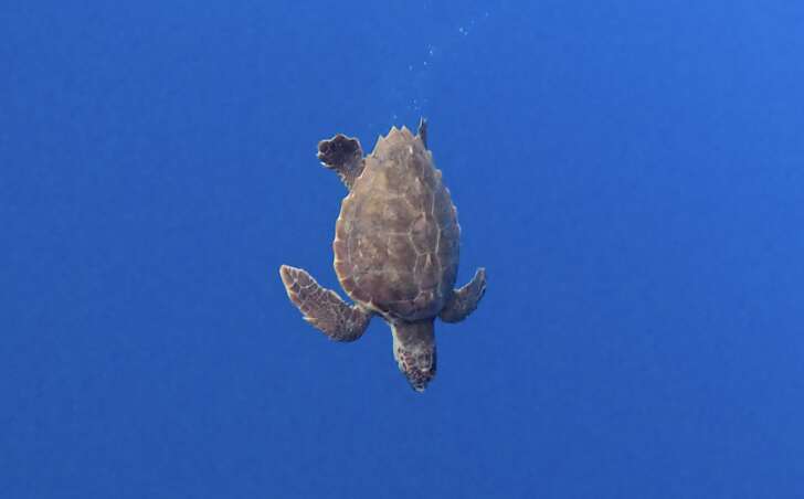 La tartaruga Marea torna in mare, prima il saluto dei bambini