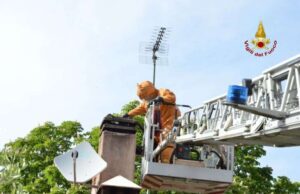 Sciame d’api salvato dai vigili del fuoco Sciame d’api salvato dai vigili del fuoco