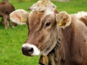 Genova, Struppa in festa: fiera del bestiame nel Week-end