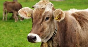 Genova, Struppa in festa: fiera del bestiame nel Week-end
