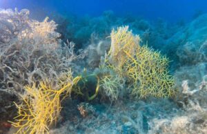 Bordighera Blu park alla scoperta dei fondali dei Tuvi Bordighera Blu Park Alla scoperta dei fondali dei “Tuvi”