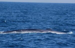 Finale Ligure, balenottera di 10 metri spiaggiata a San Donato