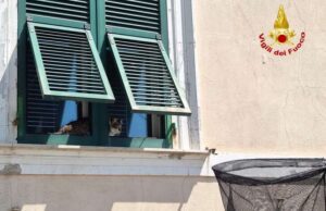 Gatto si sporge dalla finestra e cade: salvato dai VVF Gatto si sporge dalla finestra e cade: salvato dai VVF